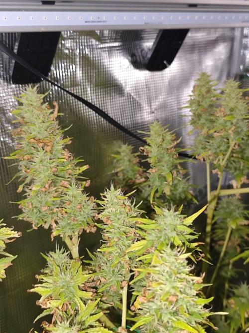 Hindu Kush Ups. Week 10
