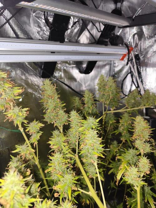Hindu Kush Ups. Week 10