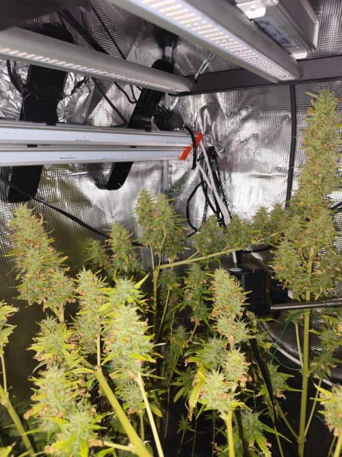 Hindu Kush Ups. Week 10