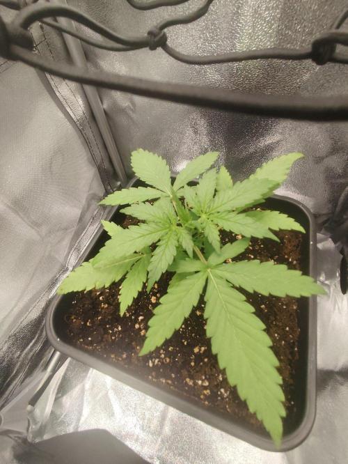 HS40. Week 1