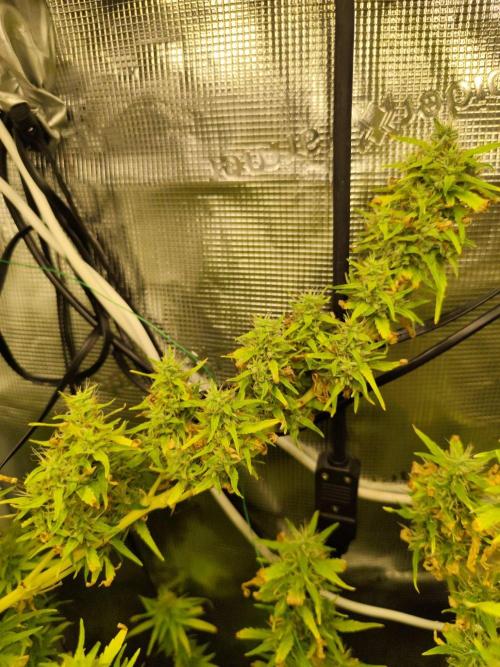 Hindu Kush Ups. Week 10