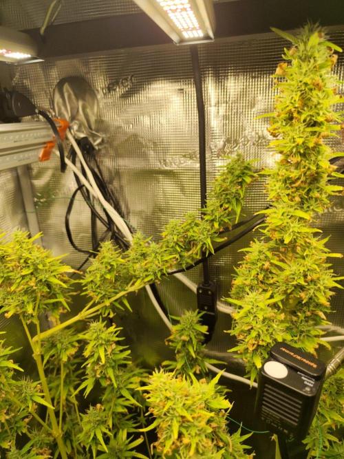 Hindu Kush Ups. Week 10