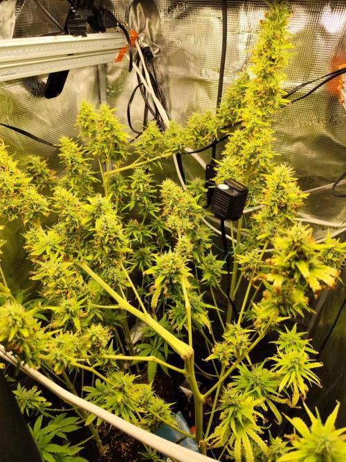 Hindu Kush Ups. Week 10