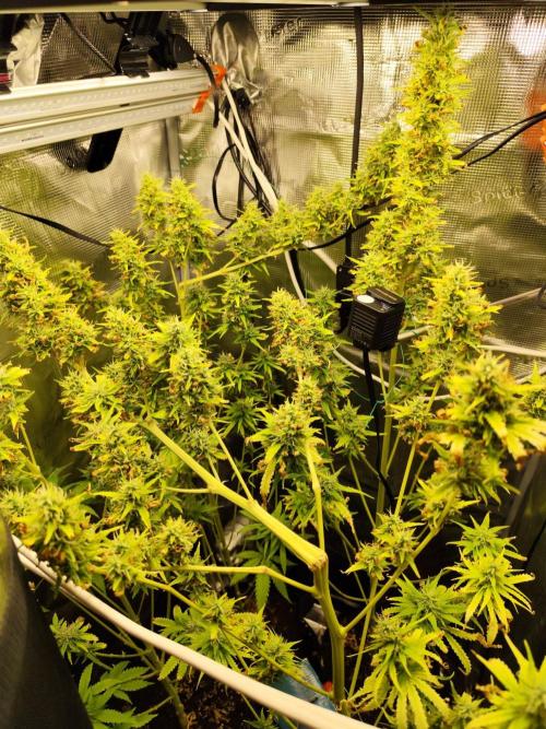 Hindu Kush Ups. Week 10