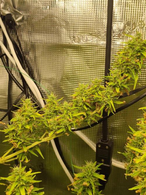 Hindu Kush Ups. Week 10
