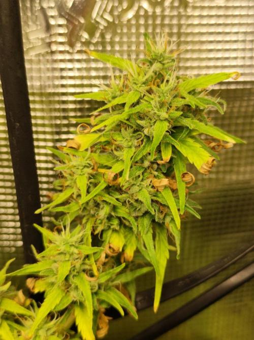 Hindu Kush Ups. Week 10