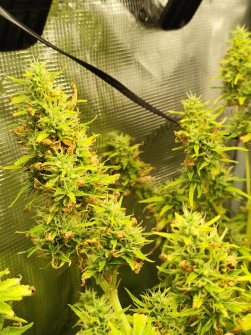 Hindu Kush Ups. Week 10
