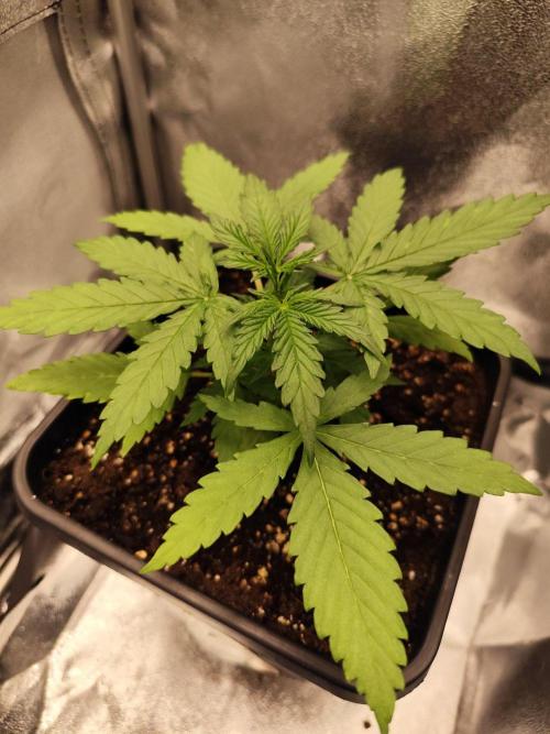 Titanic (40x40 ScrOG). Week 2