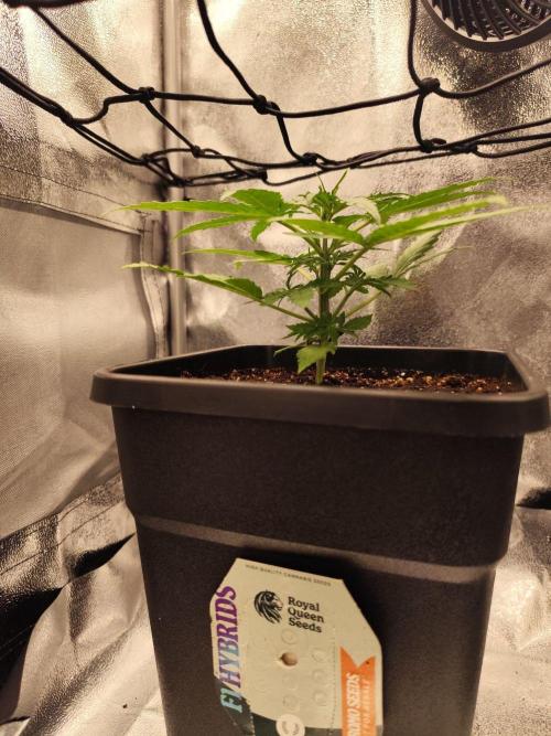 HS40. Week 2