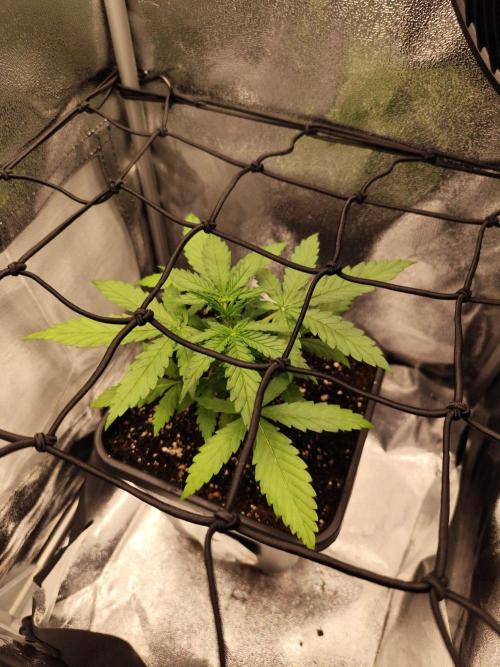 HS40. Week 2
