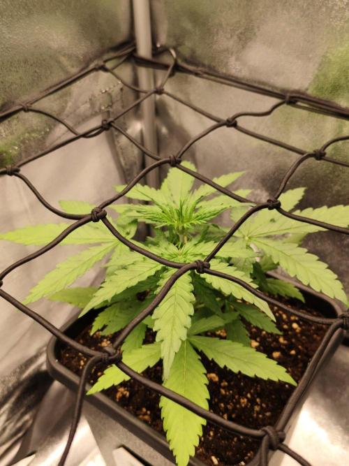 Titanic (40x40 ScrOG). Week 2
