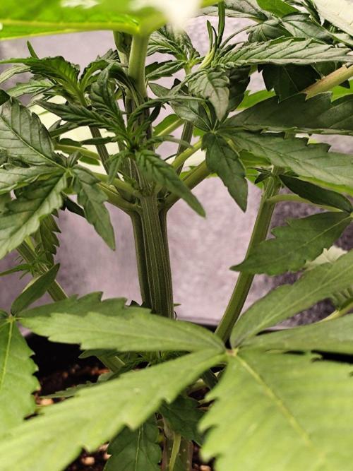 Titanic (40x40 ScrOG). Week 2