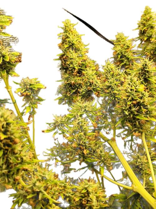 Hindu Kush Ups. Week 11