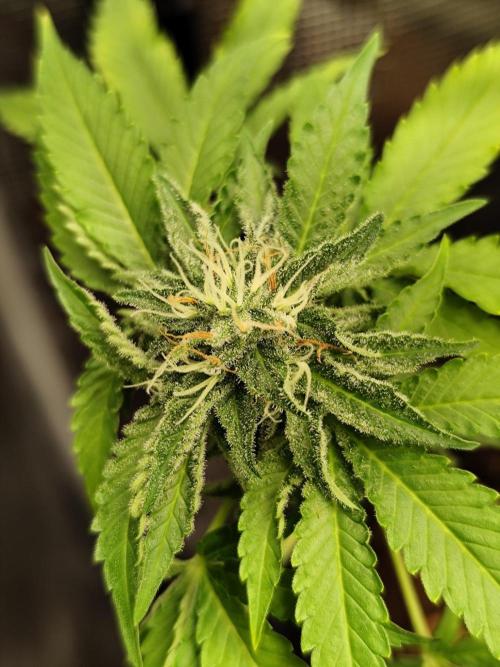 Hindu Kush Ups. Week 11