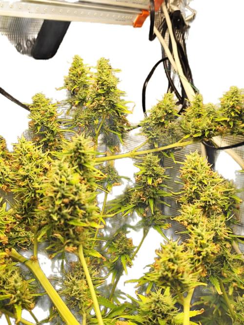 Hindu Kush Ups. Week 11