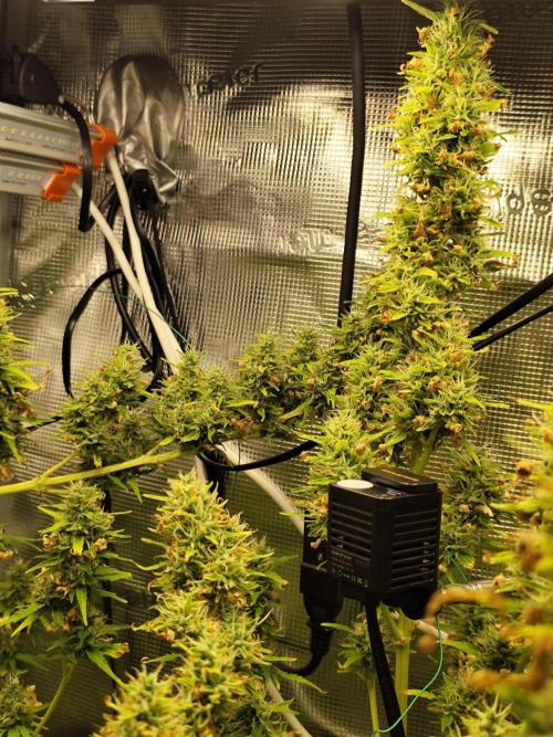 Hindu Kush Ups. Week 11