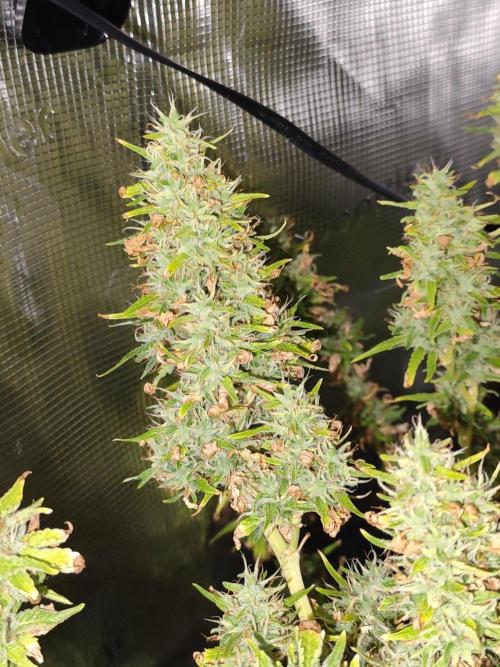 Hindu Kush Ups. Week 11