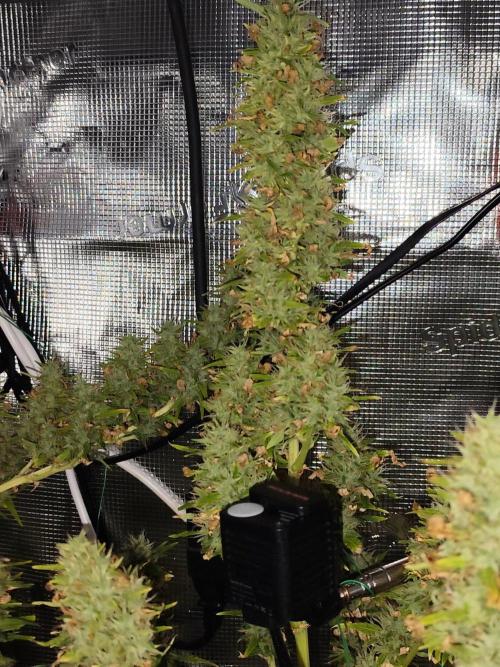 Hindu Kush Ups. Week 11