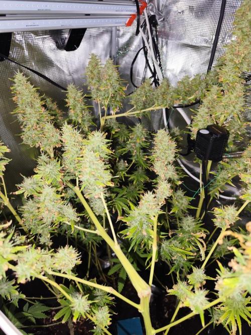 Hindu Kush Ups. Week 11