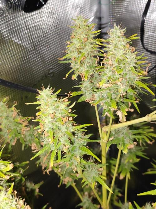 Hindu Kush Ups. Week 11