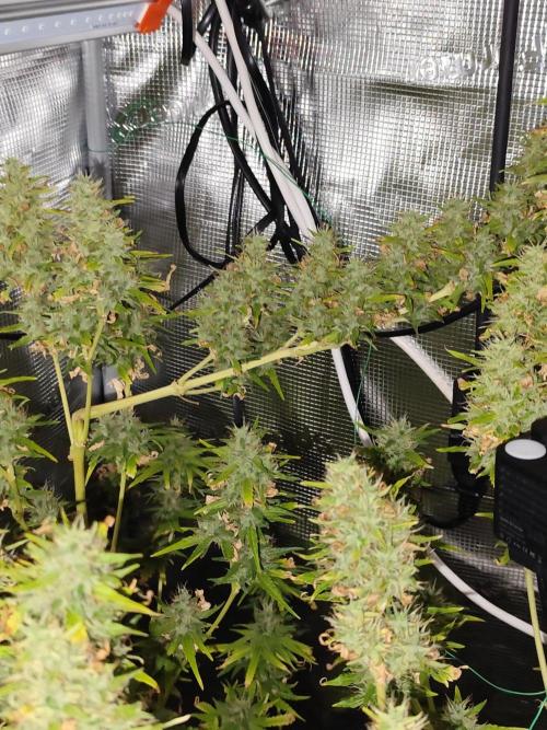 Hindu Kush Ups. Week 11