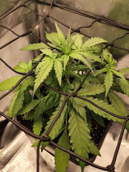 Titanic (40x40 ScrOG). Week 2 - Day 22