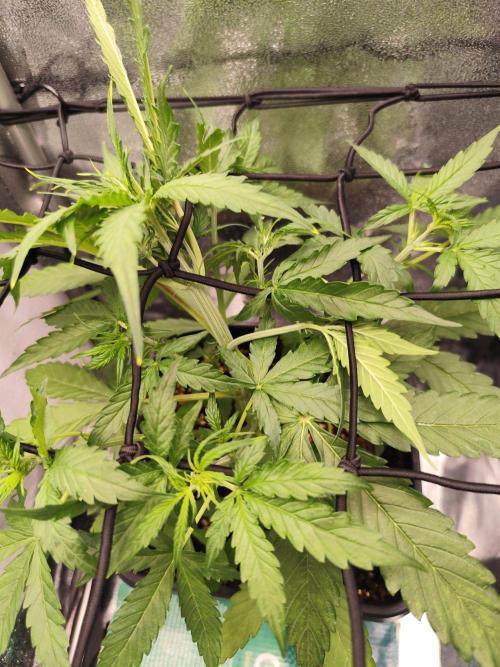 Titanic (40x40 ScrOG). Week 2