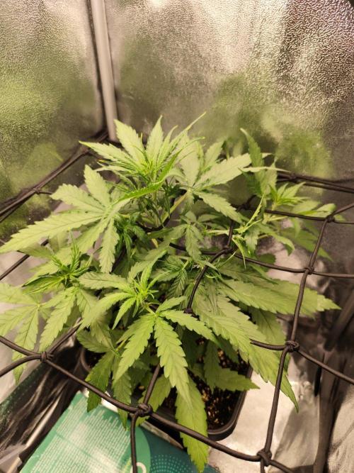 Titanic (40x40 ScrOG). Week 3