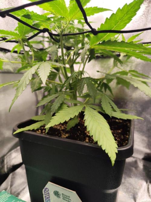 Titanic (40x40 ScrOG). Week 3