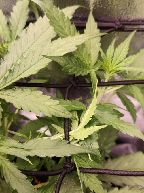 Titanic (40x40 ScrOG). Week 3
