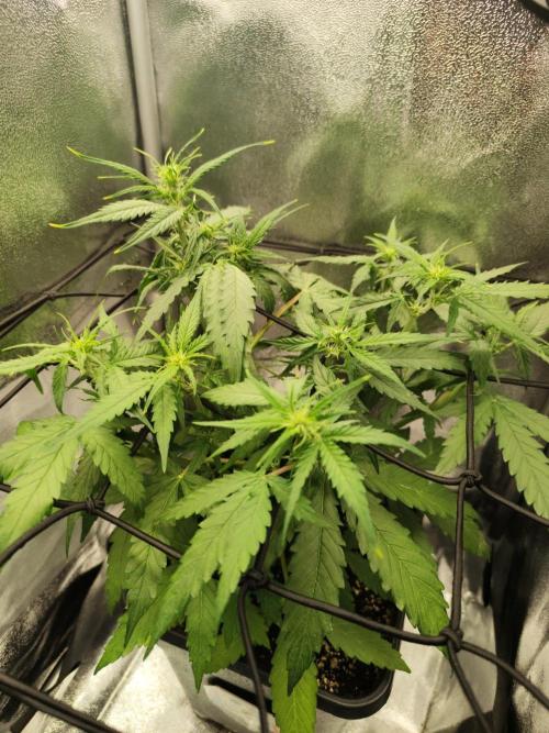 Titanic (40x40 ScrOG). Week 3