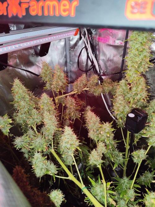 Hindu Kush Ups. Week 12