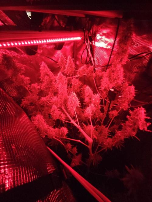 Hindu Kush Ups. Week 12