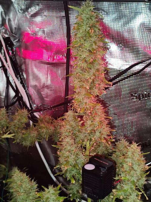Hindu Kush Ups. Week 12