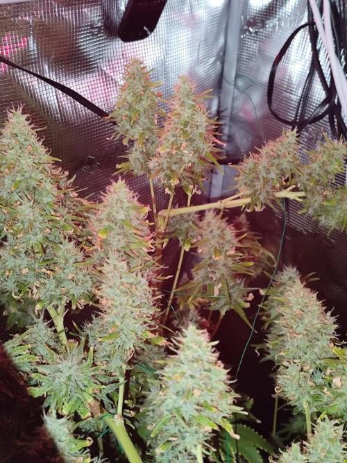 Hindu Kush Ups. Week 12