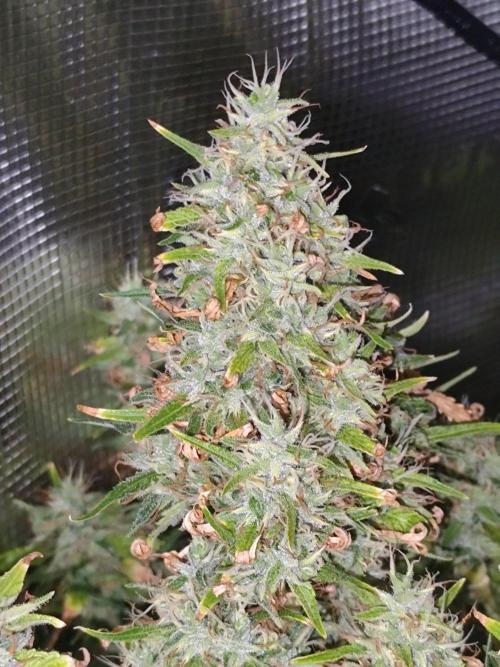 Hindu Kush Ups. Week 12