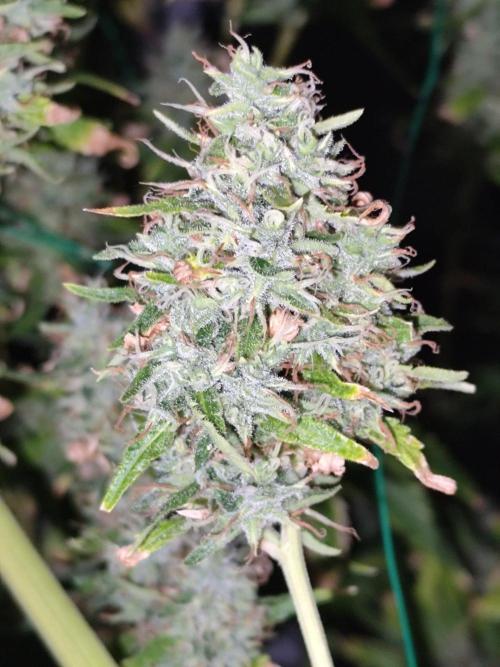 Hindu Kush Ups. Week 12