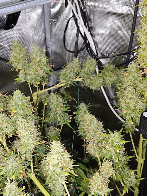 Hindu Kush Ups. Week 12