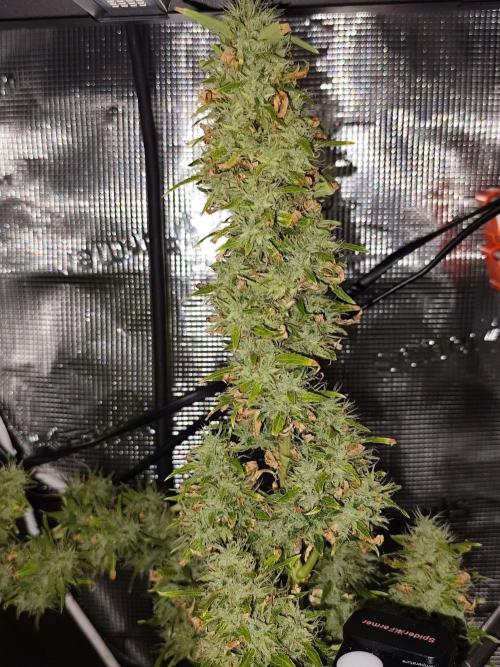 Hindu Kush Ups. Week 12