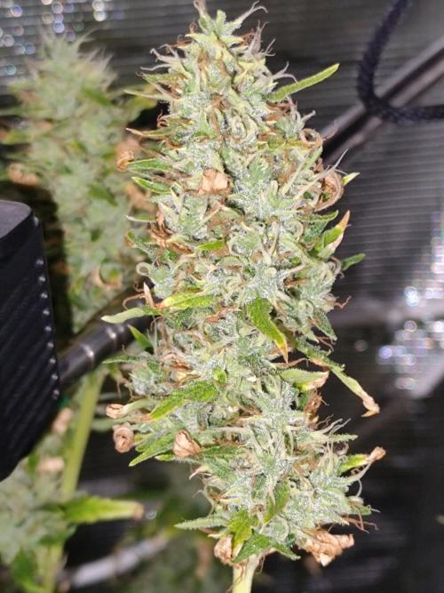 Hindu Kush Ups. Week 12