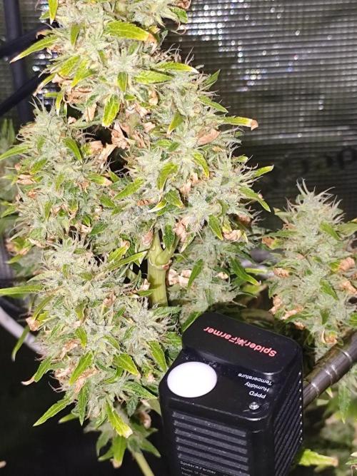 Hindu Kush Ups. Week 12
