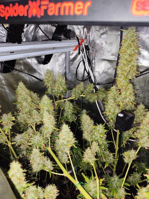 Hindu Kush Ups. Week 12