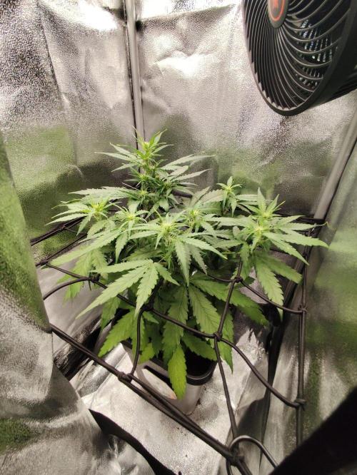 Titanic (40x40 ScrOG). Week 3