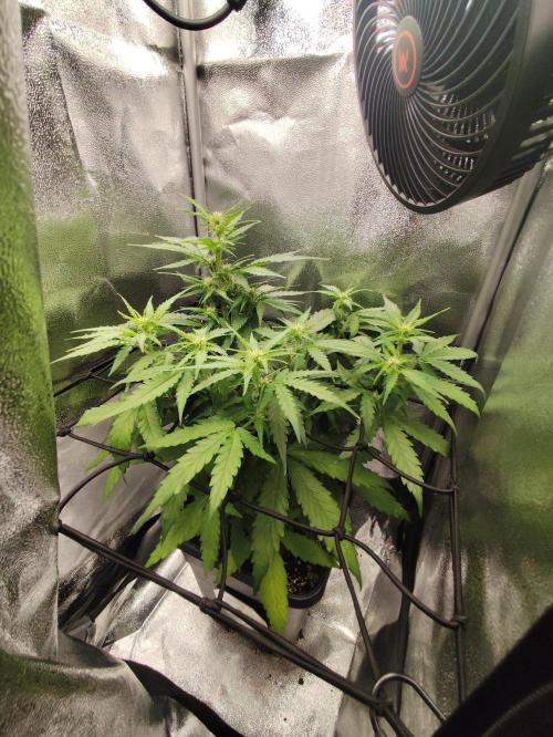 Titanic (40x40 ScrOG). Week 3
