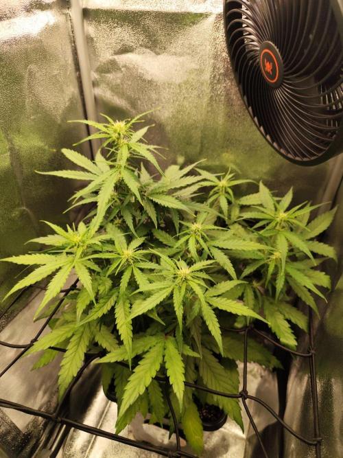 Titanic (40x40 ScrOG). Week 3