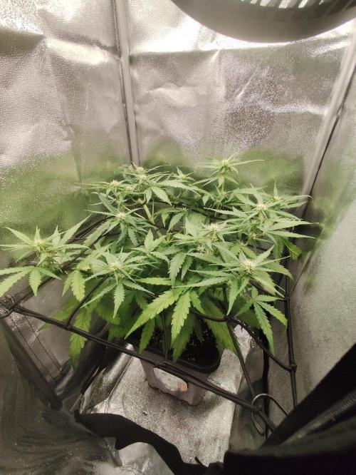 Titanic (40x40 ScrOG). Week 4