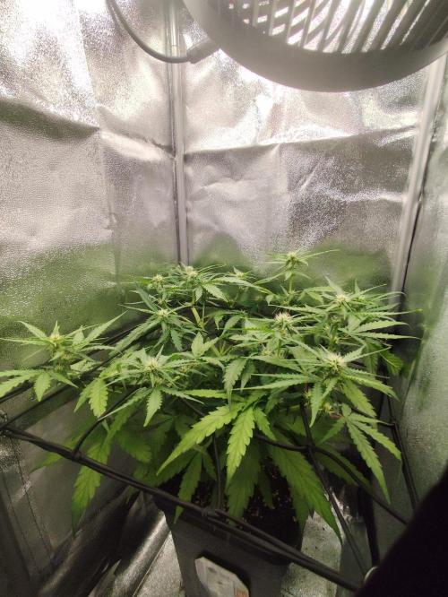 Titanic (40x40 ScrOG). Week 4