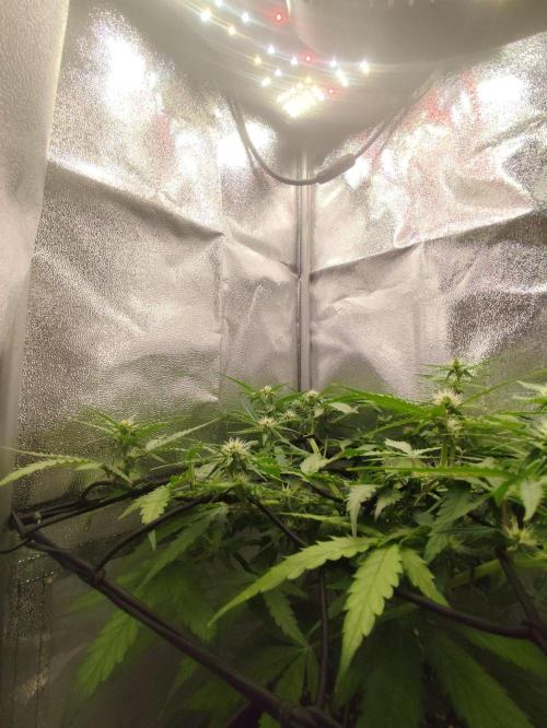 Titanic (40x40 ScrOG). Week 4