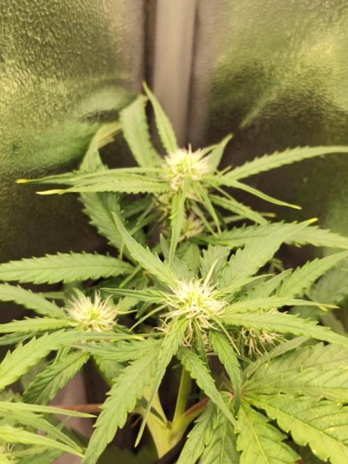 Titanic (40x40 ScrOG). Week 4