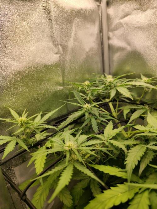 Titanic (40x40 ScrOG). Week 4